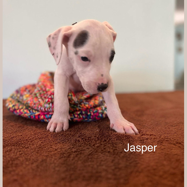 Photo of Jasper