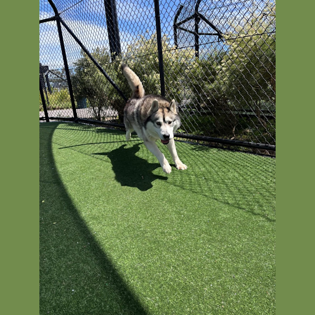 Photo of Rocky Imp 1867