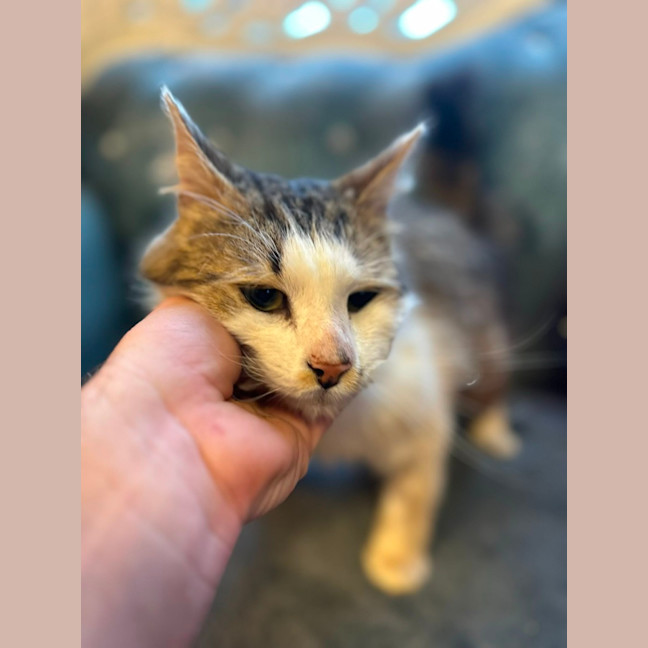 Photo of Jovantay *9 Lives Project Rescue*