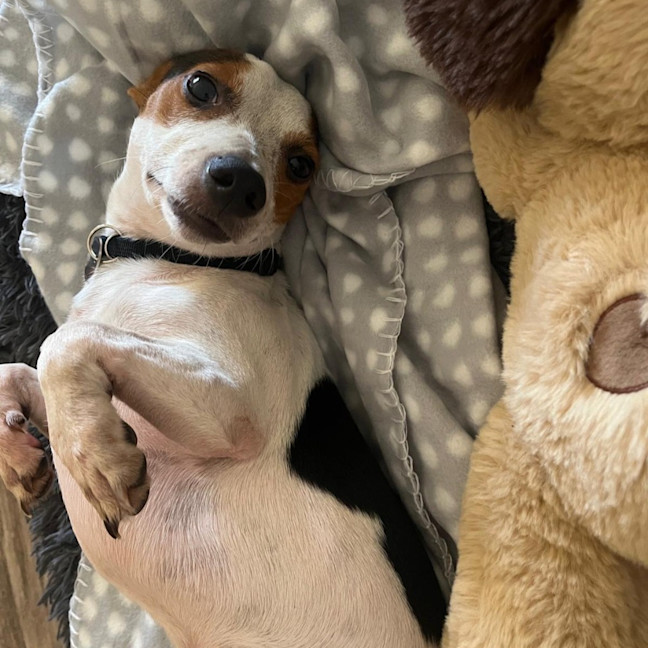 Photo of Moose