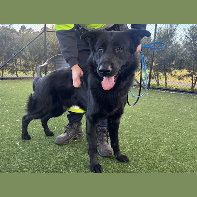 Photo of Zeus Imp 1829