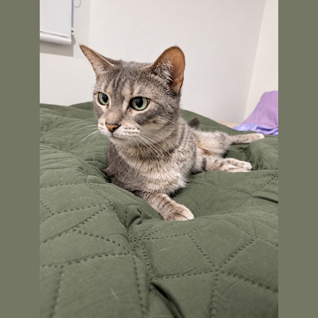 Photo of Biscotti