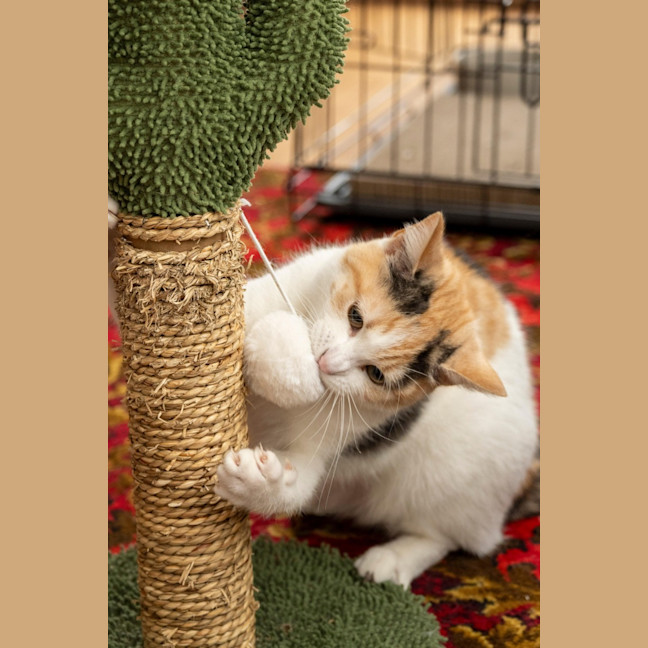 Photo of Ginger Bit