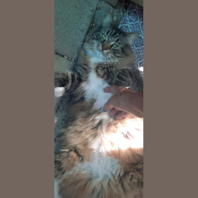 Photo of Milo & Otis