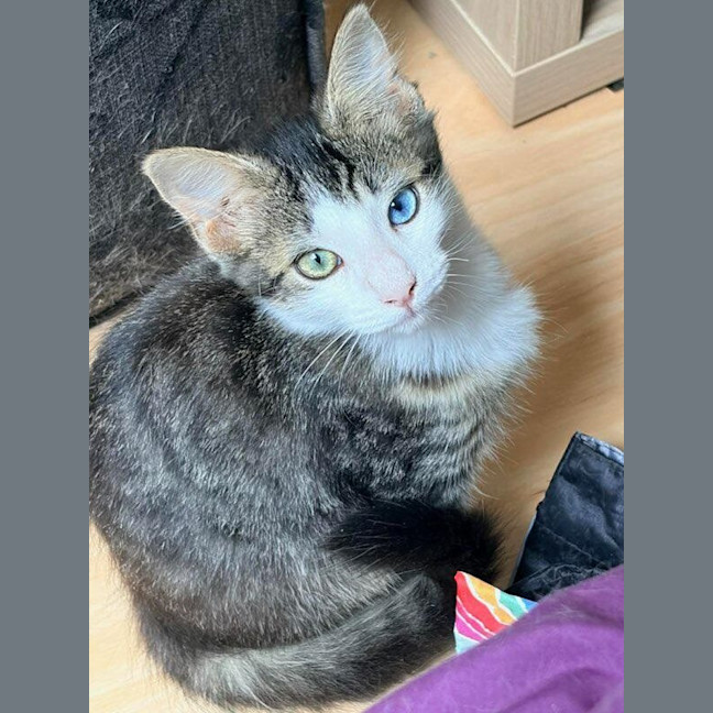 Photo of Severus Snape