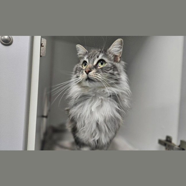 Photo of Gizmo