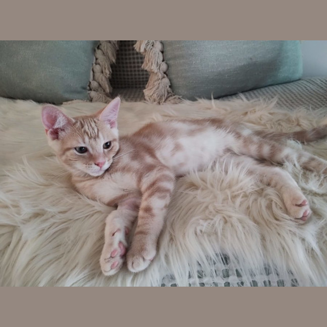 Photo of Raphael