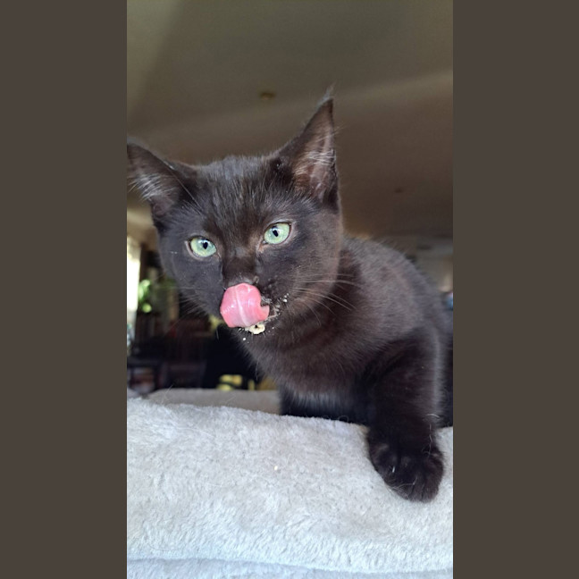 Photo of Pepper