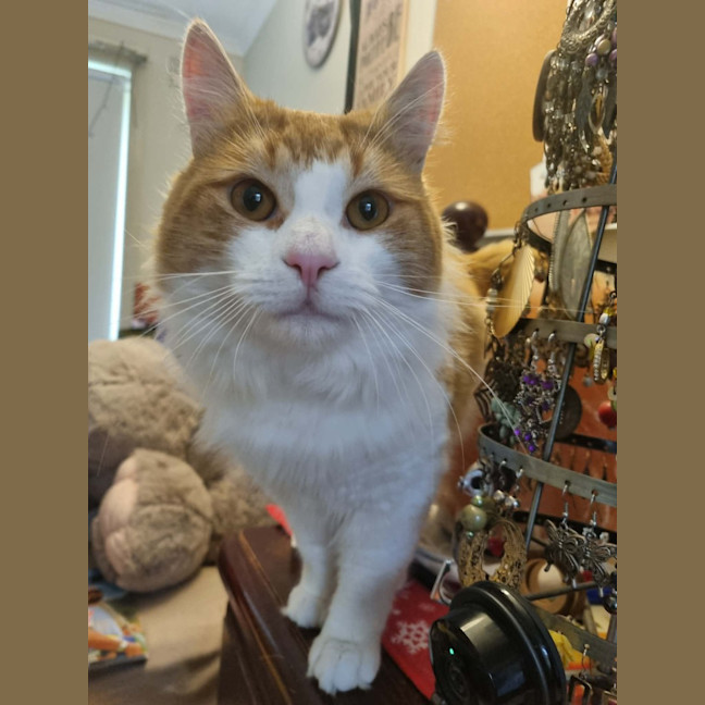 Photo of Mango