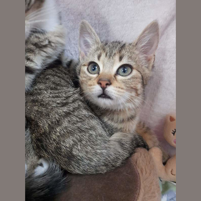 Photo of Remi