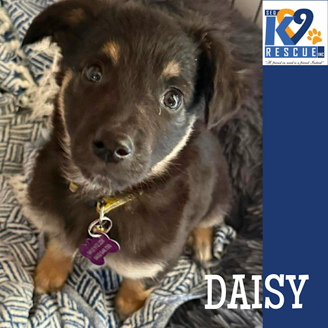 Photo of Daisy