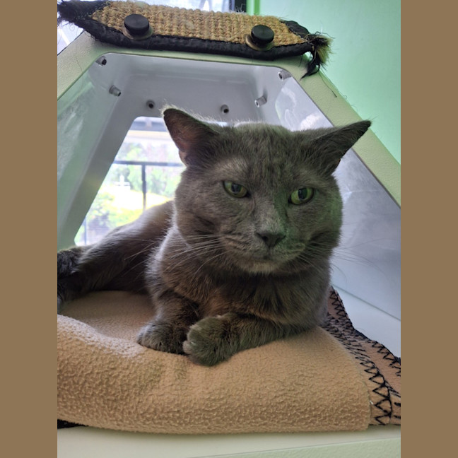 Photo of Bluey
