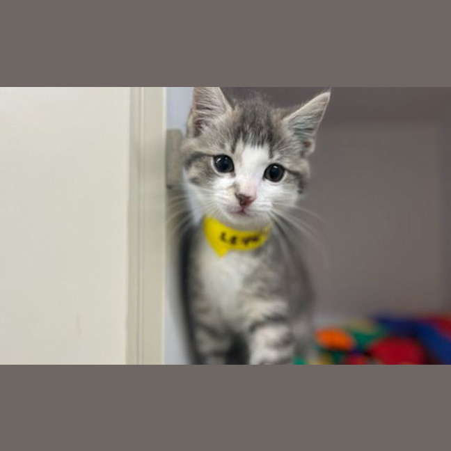 Photo of Patch