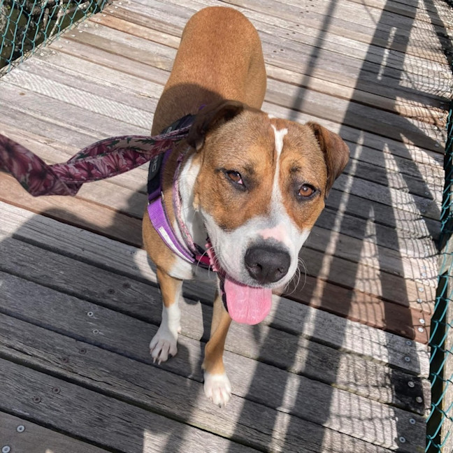 Photo of Sadie 