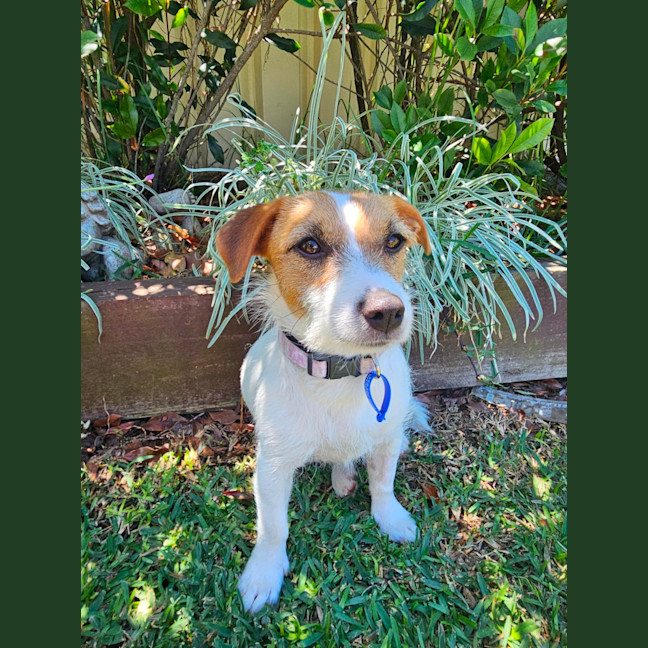 Photo of Lovie  11 Month Old Jack Russell Terrier