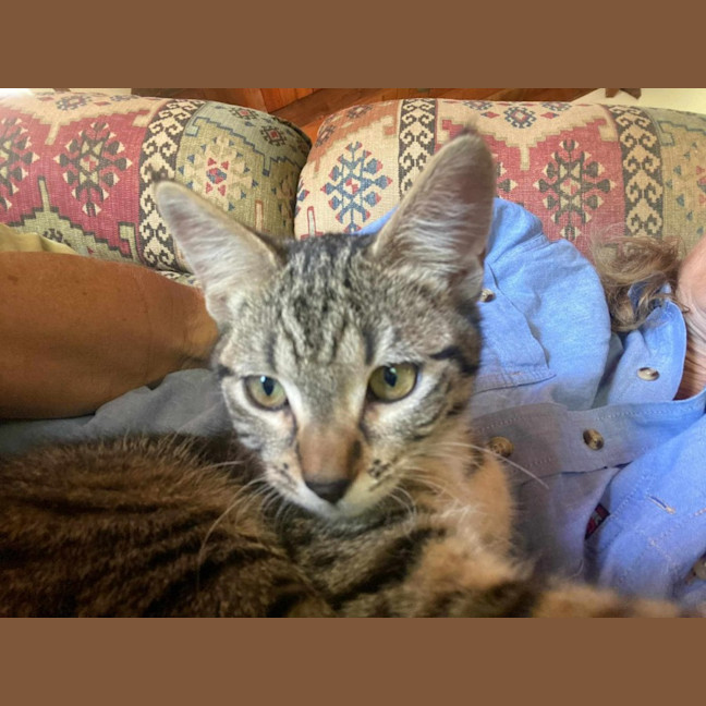 Photo of Spud And Chip