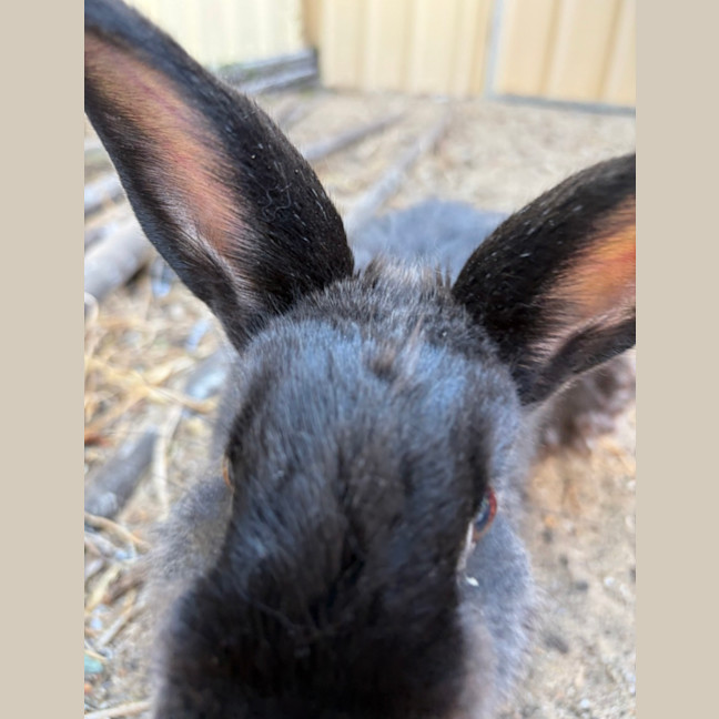 Photo of Bruce