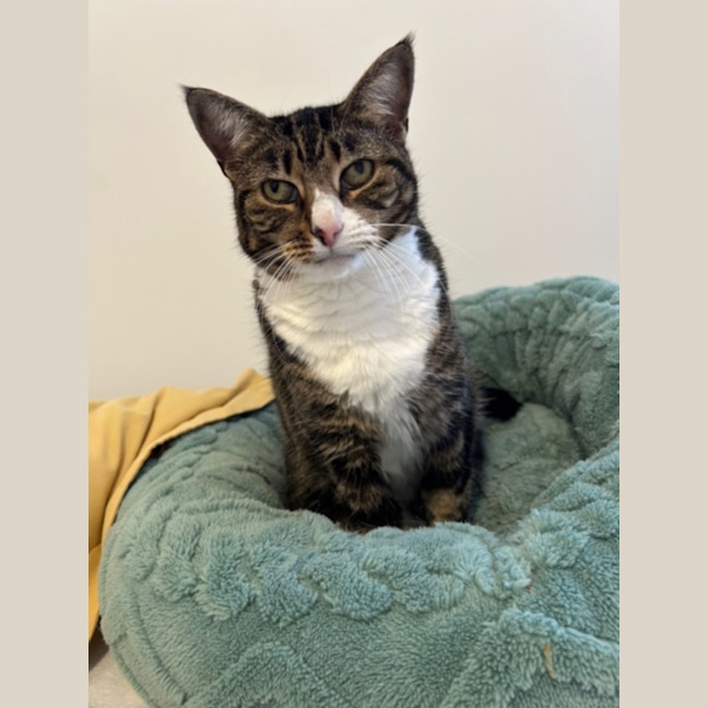 Photo of Tiddles   13 Year Old Domestic Short Hair