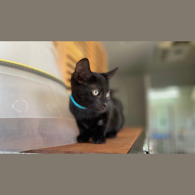 Photo of Galaxy Litter