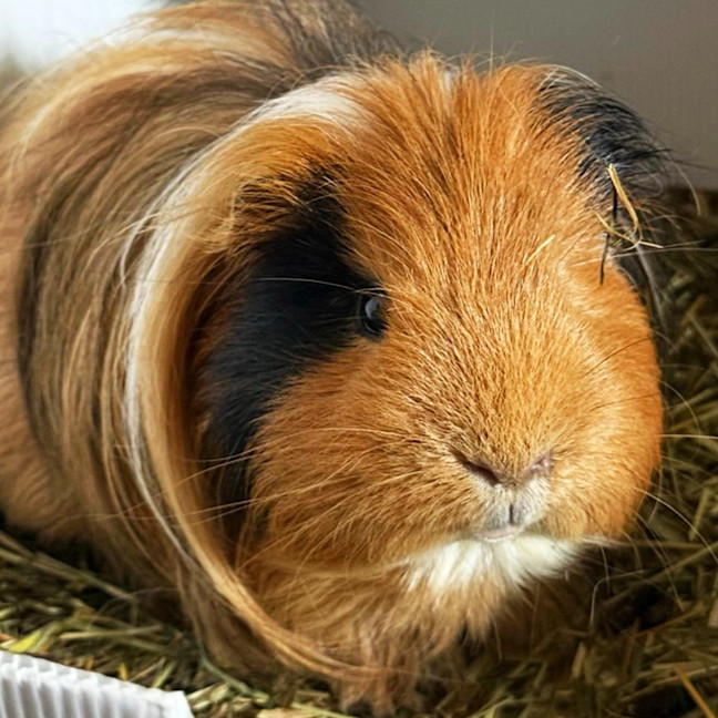 Photo of Fabio / Fonz