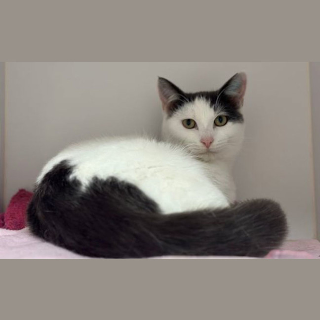 Photo of Purr Cy