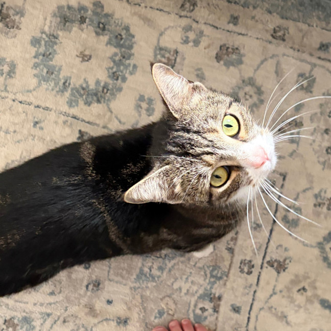 Photo of Stripes