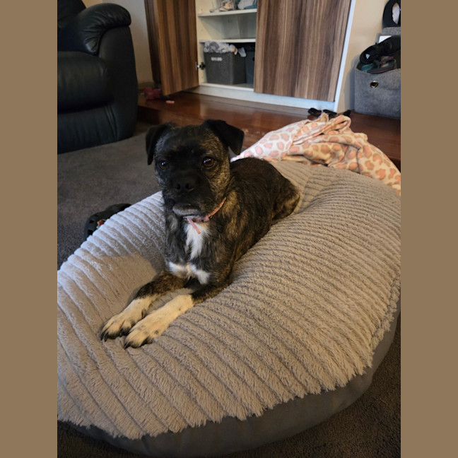 Photo of Luna   6 Year Old Boston Terrier X Pug