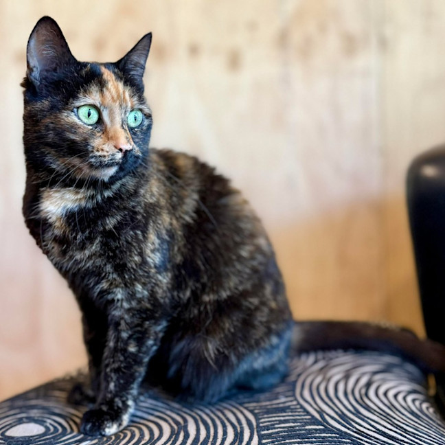 Photo of Nivvy   In Foster In Coburg