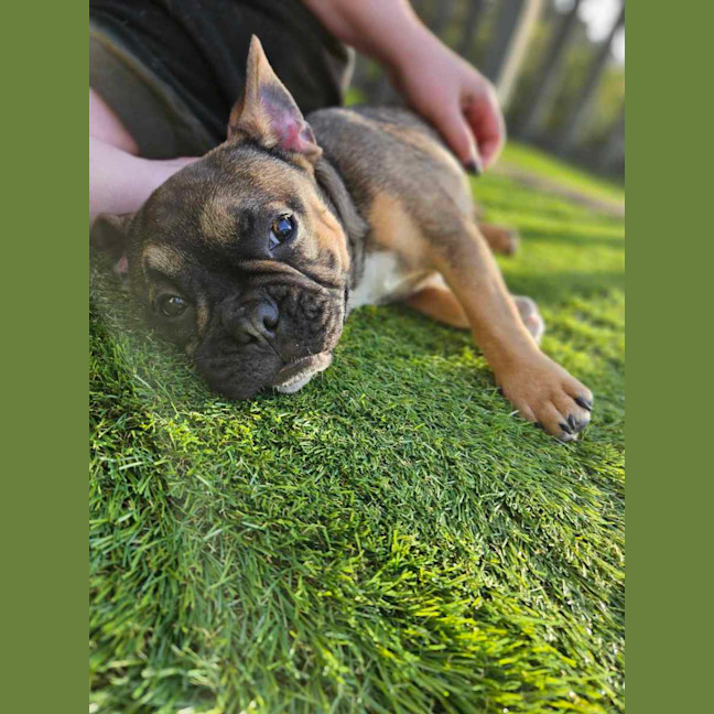 Photo of Puppanero 