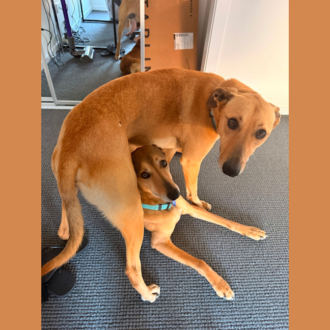 Photo of Snickers & Caramel