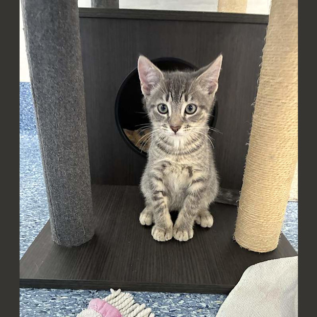 Photo of Romeo