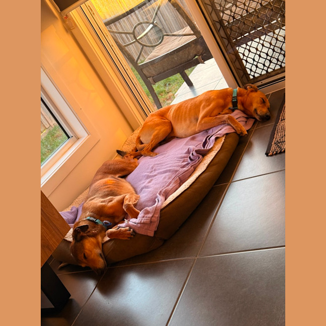 Photo of Snickers & Caramel