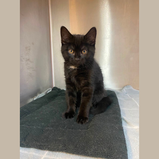 Photo of Sirius 