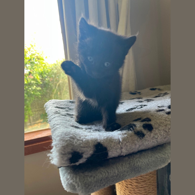Photo of Tilli ** 2nd Chance Cat Rescue**