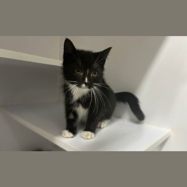 Photo of Snowey