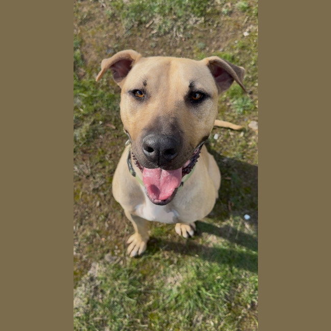 Photo of Biscuit
