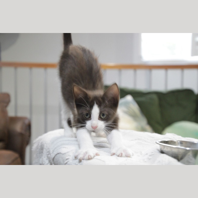 Photo of Moxie