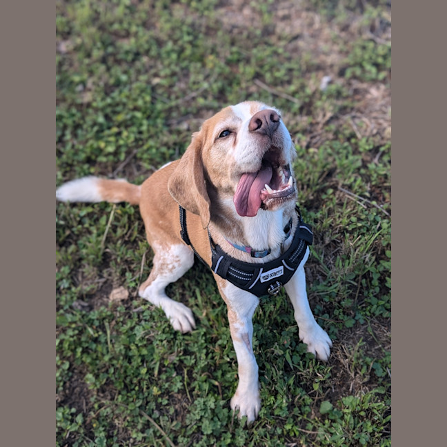Photo of Benji