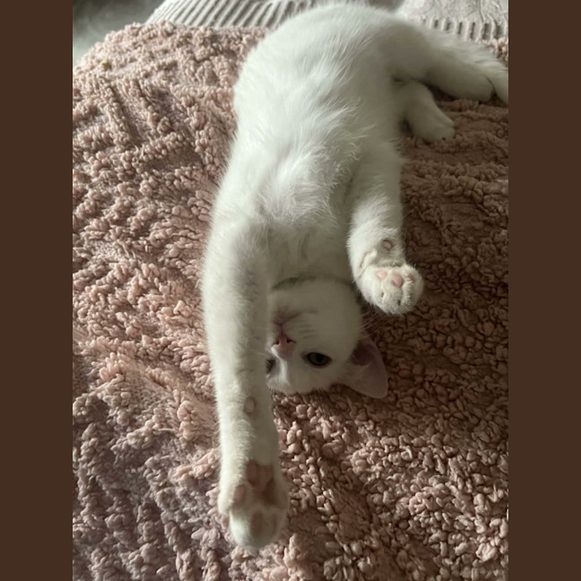 Photo of Lola   In Foster Care In Cranbourne