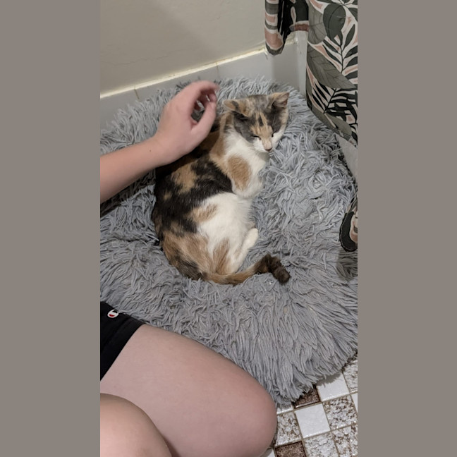 Photo of Pumpkin Nikki