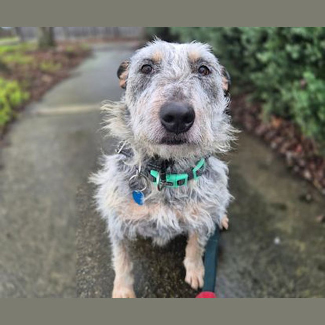 Photo of Scruffy
