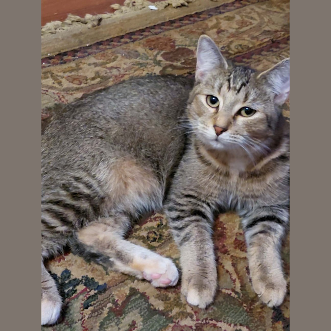 Photo of Penny
