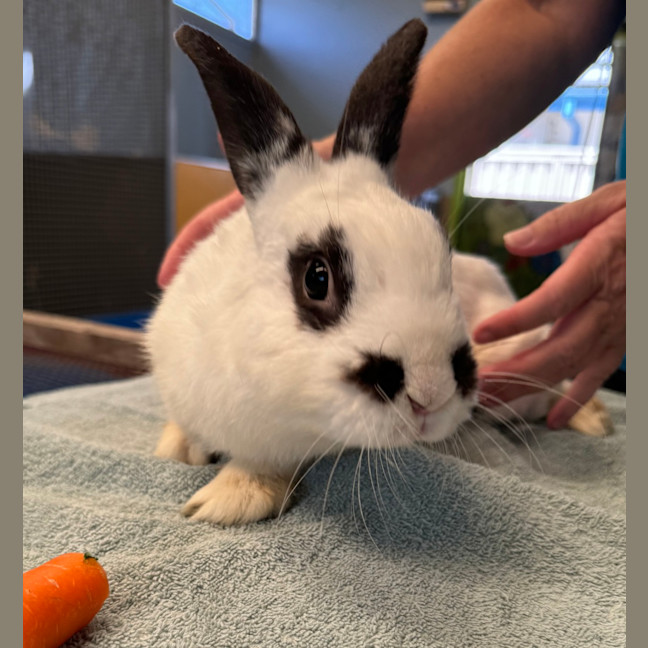 Photo of Snowball