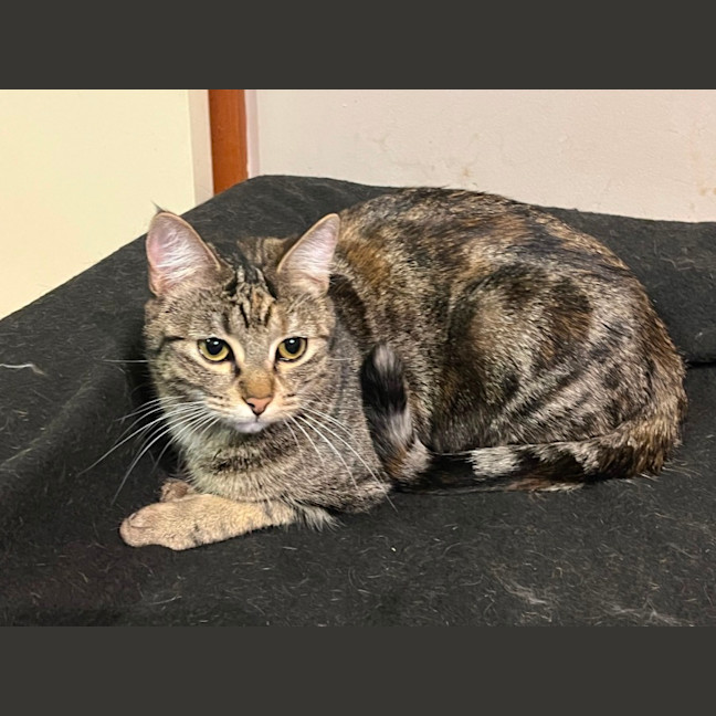 Photo of Tinx ** 2nd Chance Cat Rescue**