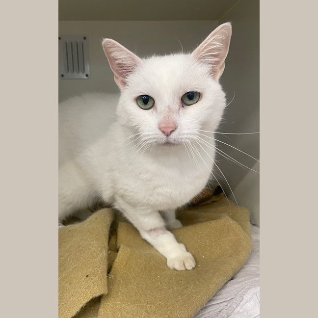 Photo of Snowbell