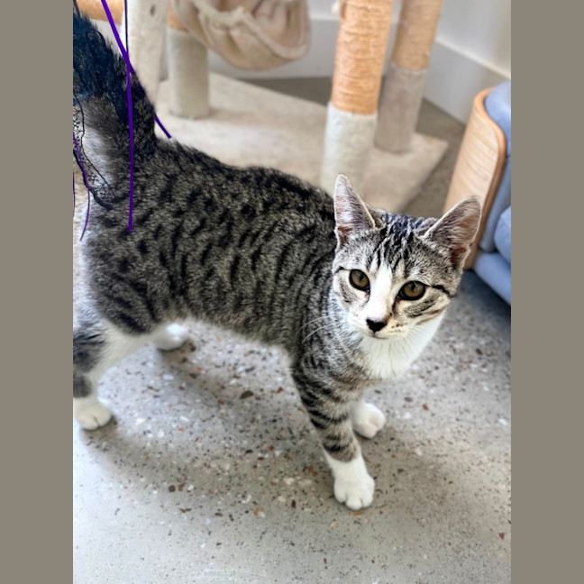 Photo of Tabby Kitten