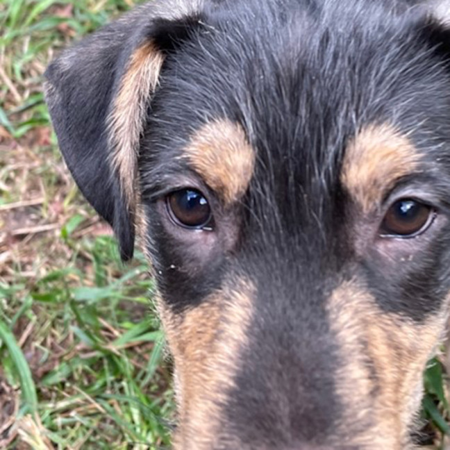 Photo of Freckle