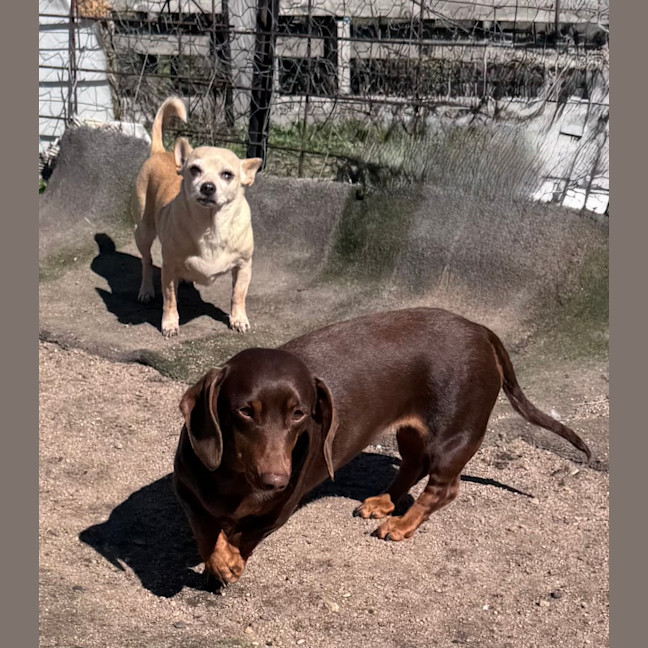 Photo of Ruby