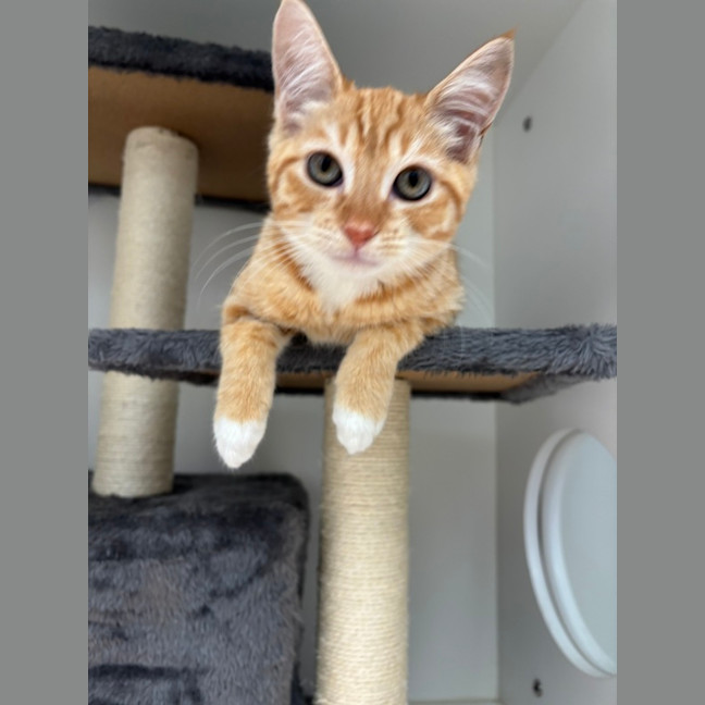 Photo of Flame