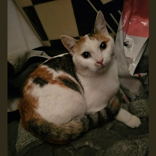 Photo of Seraphina 